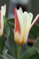 close up of red and yellow tulip