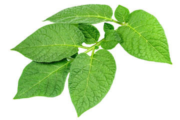 branch of potato bush