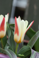 close up of red and yellow tulip
