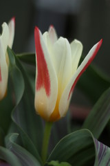 close up of red and yellow tulip