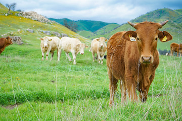 multi colored red brown black white beef cattle graze on green pasture. Herd of cows in green field. 