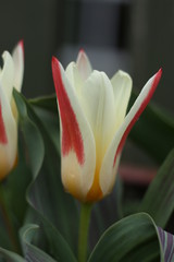 close up of red and yellow tulip