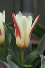 close up of red and yellow tulip