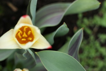 close up of red and yellow tulip