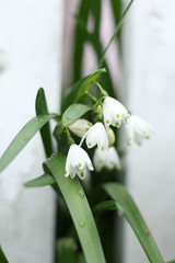 snowflake flowering bulb