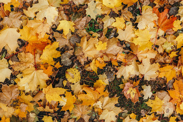 Yellow and orange leaves lie on the ground. Fallen maple leaves. Top view