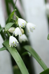 snowflake flowering bulb