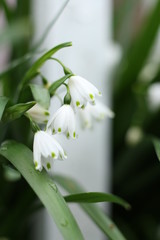 snowflake flowering bulb