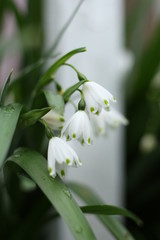 snowflake flowering bulb