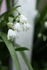 snowflake flowering bulb