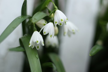 snowflake flowering bulb