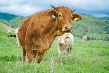 multi colored red brown black white beef cattle graze on green pasture. Herd of cows in green field. 