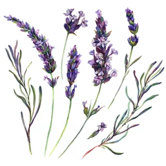 Glasschilderij Lavendel Aquarel Lavendel Elementen