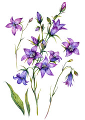 Obraz na płótnie Canvas Watercolor Bluebell Botanical Illustration Set