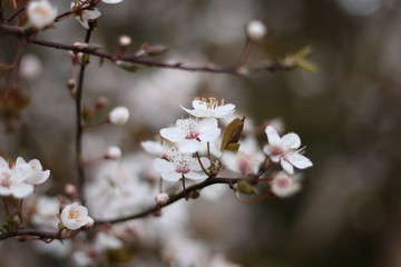 Winter Blossom