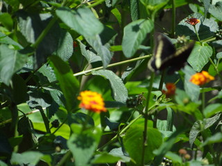 Mariposas