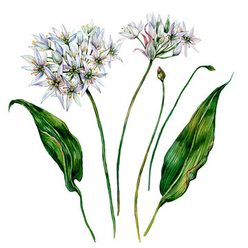 Watercolor Ramson Composition