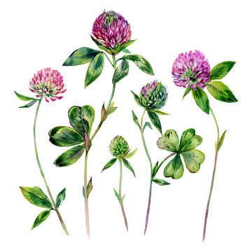 Watercolor Clover Elements