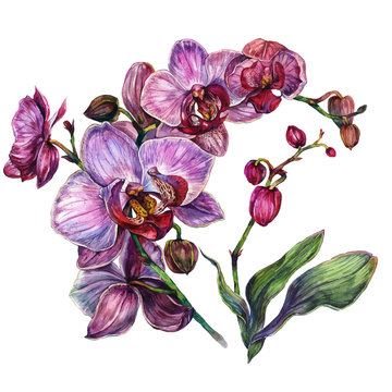 Watercolor Orchid Composition