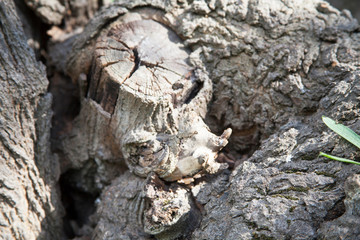 tree trunk texture close up