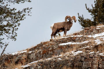 A Big Horn Sheep stands watch on the ridge