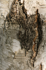 tree trunk texture close up