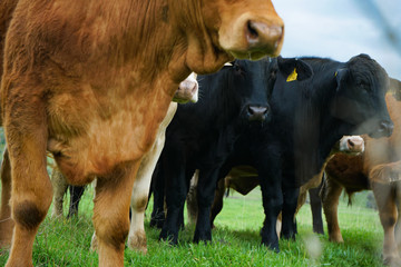 multi colored red brown black white beef cattle graze on green pasture. Herd of cows in green field. 