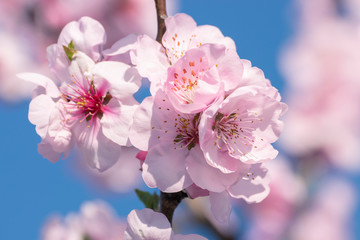 Nahaufnahme von Mandelblüte im Frühling rosa und zart - 256912533