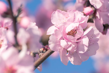 Nahaufnahme von Mandelblüte im Frühling rosa und zart - 256912586
