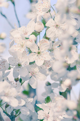 Blühende wilde Kirsche im Frühling zart und fein duftend - 256912952