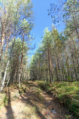 Forest road in early autumn. Trees wall stand to the left and right of the road.
