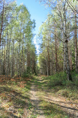 Forest road in early autumn. Trees wall stand to the left and right of the road.