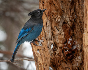 A Stellar's Jay sits on an old dead tree stump