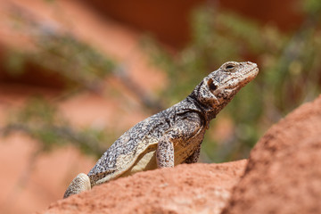 Chuckwalla 12