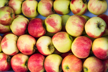 flay lay Elstar apples