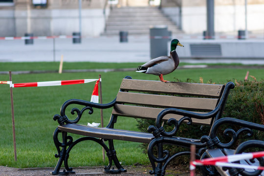 Stolzer Stockenten-Erpel posiert auf einer Parkbank für ein Foto-Shooting