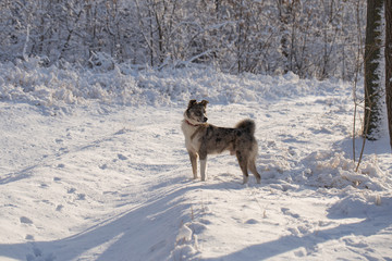Naklejka premium The alpha male of the Australian Shepherd dominates the winter forest. The predator controls its territory. Bypass possession.
