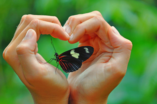 Beautiful butterfly in a heart