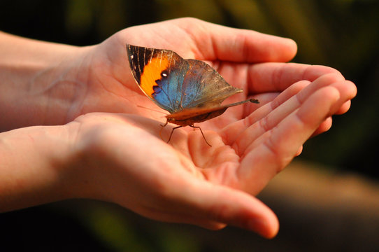 Beautiful Butterfly on hand