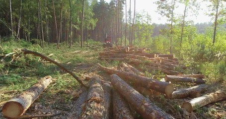 Many felled trees in the logging site, a lumberjack machine on the background of fallen trees
