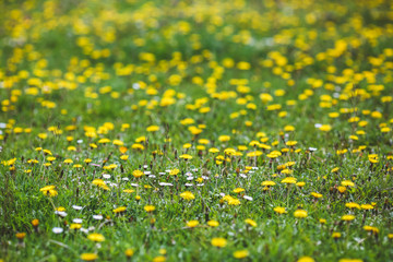 Forest Glade with green grass and yellow dandelion flowers and white daisies