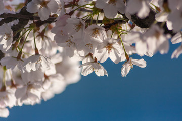 Bezauberndes Baumblüten-Ensemble leuchtet in der Frühlingssonne