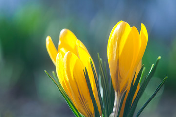 Yellow crocuses on a blue background close up