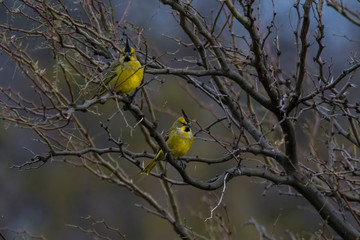 YelowCardinal,Gubernatrix cristata, Endangered species in La Pampa, Argentina