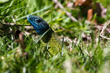 Obraz premium Kopf eines Männchens der Iberischen Smaragdeidechse im Gras 