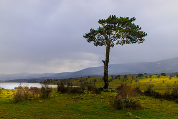 single tree in the nature
