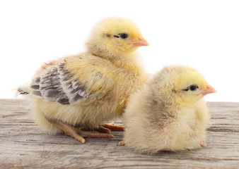 Two little chicken isolated.