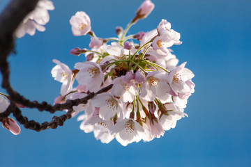 Bezauberndes Baumblüten-Ensemble leuchtet in der Frühlingssonne