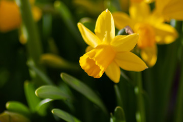 Narzissen im Morgenlicht begr&uuml;&szlig;en den sch&ouml;nen Fr&uuml;hlingsmorgen