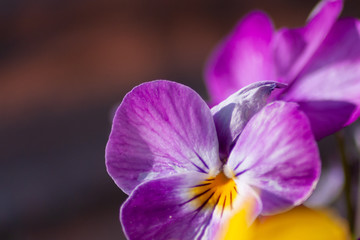 Fototapeta premium Farbenfrohe Stiefmütterchen in pink-rosa-weiß-gelber Farbkomposition begrüßen den Frühling im Sonnenschein